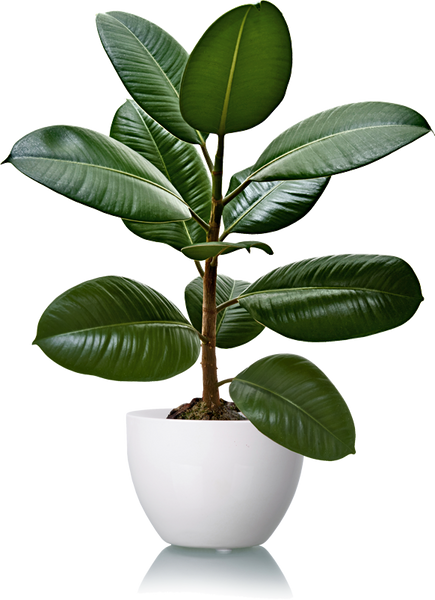 How to take care of your Rubber Plant