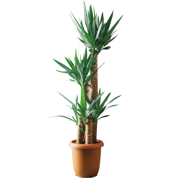 Growing Yucca Plant Indoors